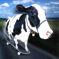 Skateboarding cow